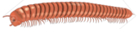 Millipede Logo
