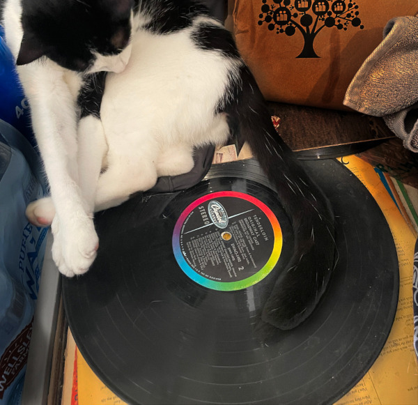 Catstradamus playing a record album