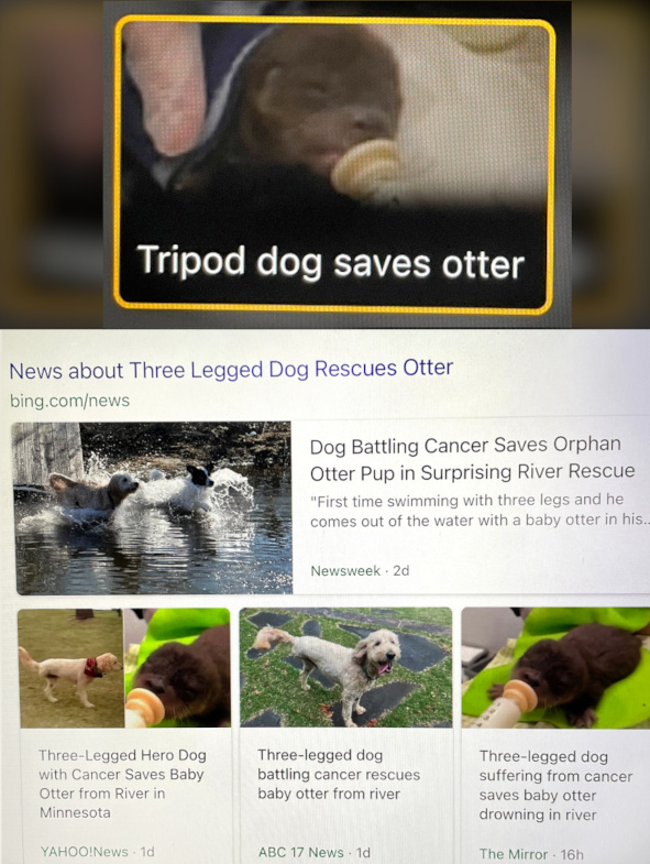 triPod Dog Saves Baby Otter